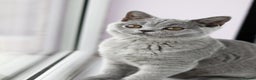 British Shorthair cats for sale: Stunning GCCF&TICA Active BSH Queen - Advert 22