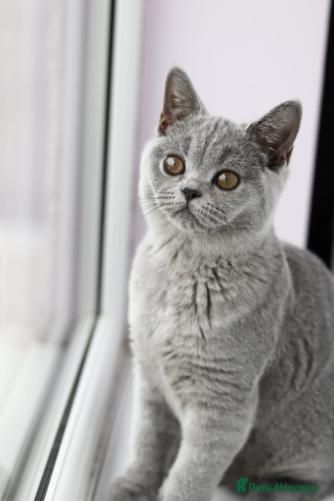 British Shorthair cats for sale: Stunning GCCF&TICA Active BSH Queen - Advert 22