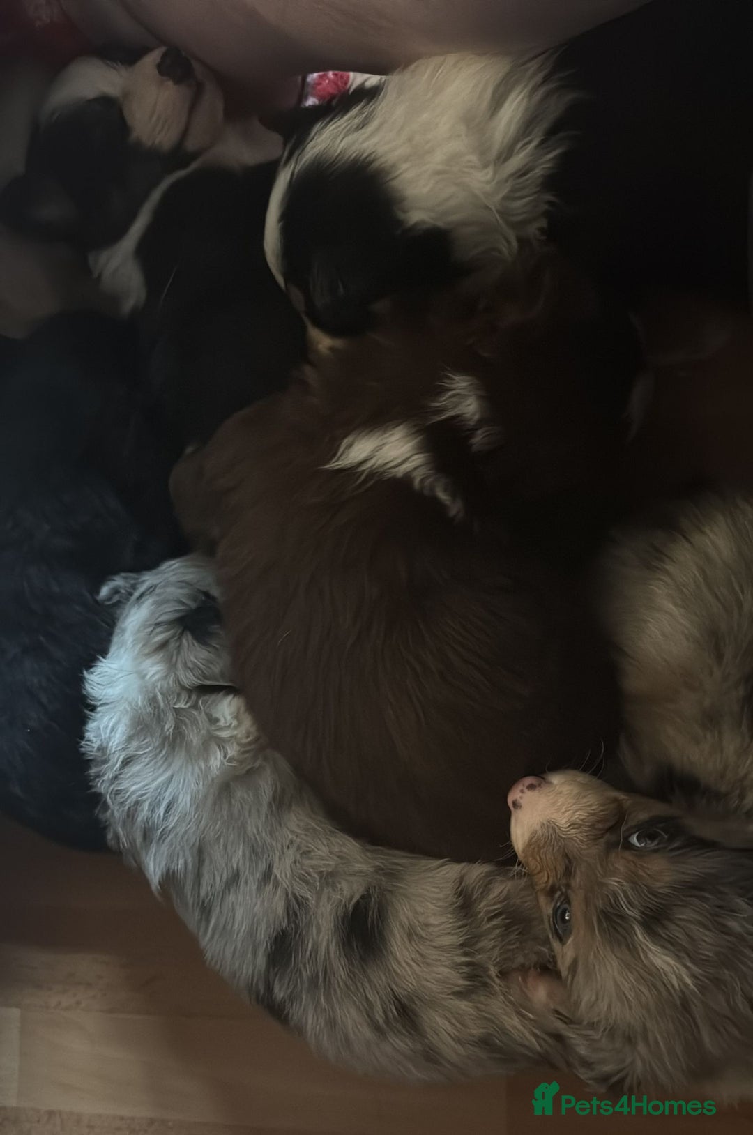 Border Collie dogs for sale: REDUCED BORDER COLLIE PUP  - Advert 10