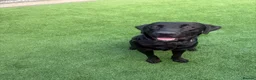Labrador Retriever dogs for sale: 11 month old Labrador 🐾 in Norwich - Advert 4