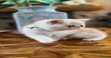 Exotic cats - Advert 5