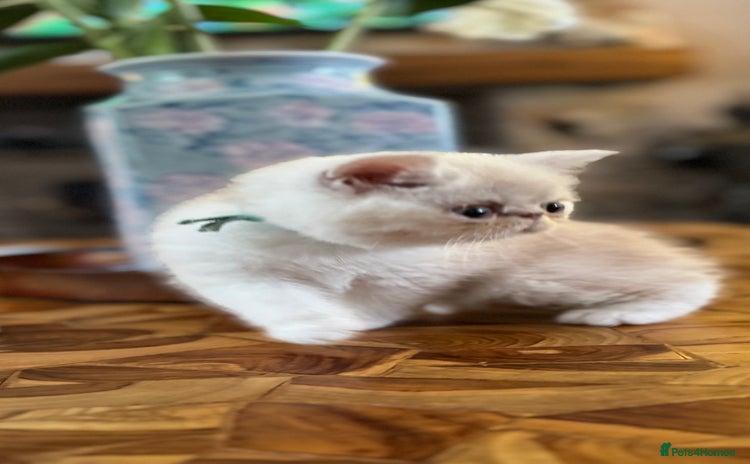 Exotic cats - Advert 1