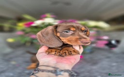 Dachshund dogs for sale: READY TO LEAVE Miniature dachshund puppies PRA CLR - Image 29