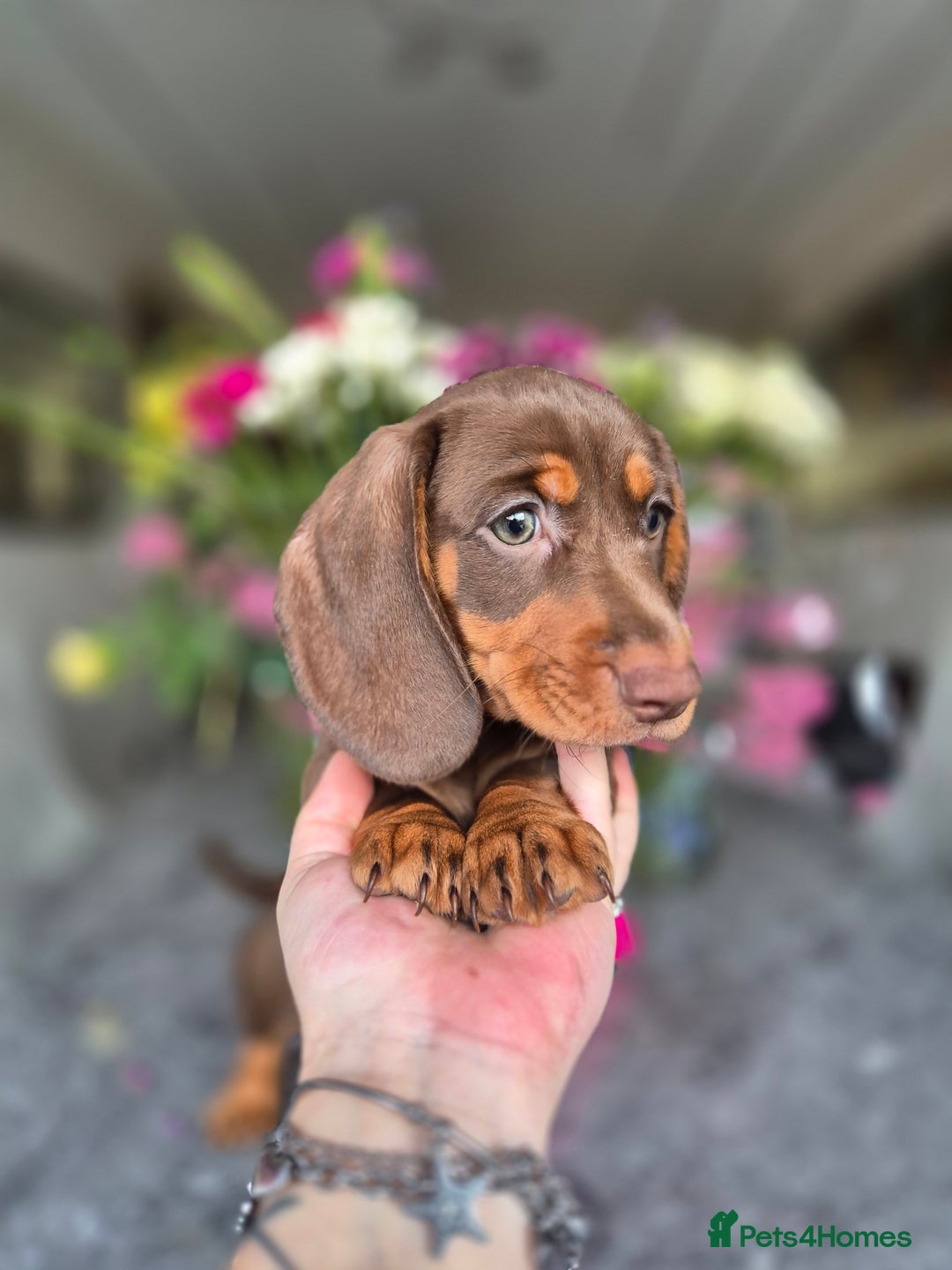 Dachshund dogs for sale: READY TO LEAVE Miniature dachshund puppies PRA CLR - Image 29