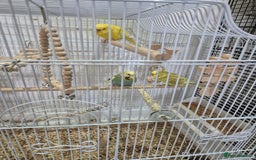 Budgerigars birds for sale: Budgies  - Image 2