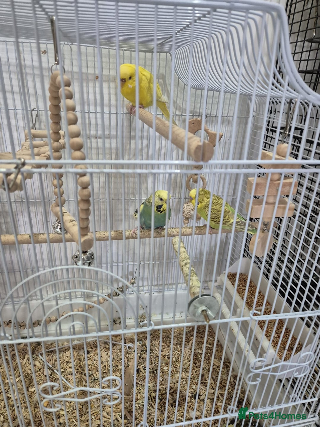Budgerigars birds for sale: Budgies  - Image 2