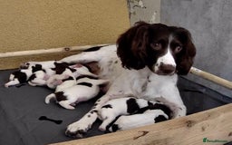 English Springer Spaniel dogs for sale: FTCH sired English Springer Spaniel Puppies - Image 5