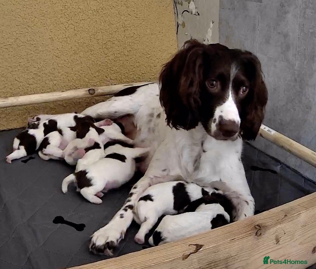 English Springer Spaniel dogs for sale: FTCH sired English Springer Spaniel Puppies - Image 5