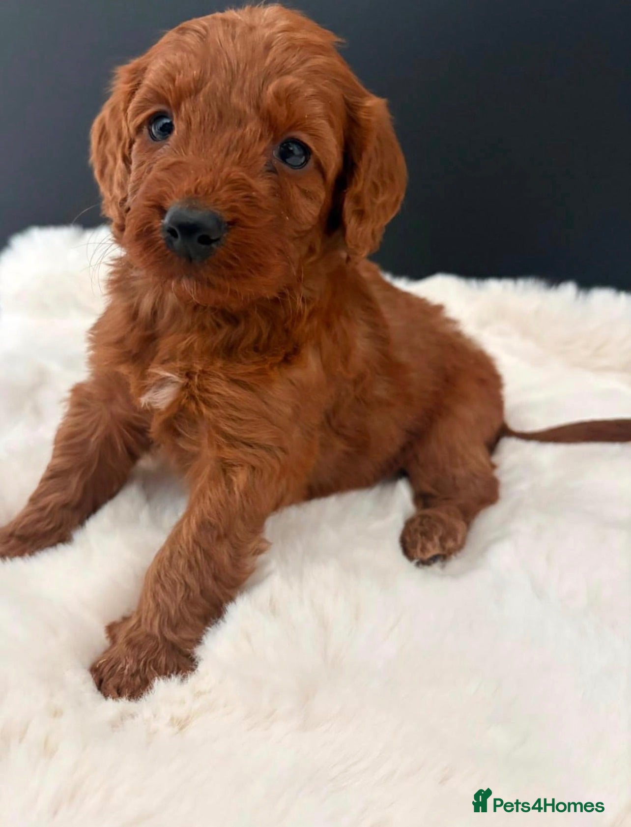 Cockapoo dogs Cockapoo Puppies - Advert 1