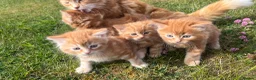 Mixed Breed cats for sale: Cats for sale  in Harlow - Advert 14