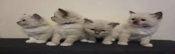Ragdoll cats for sale: Pure Ragdoll Kittens  - Advert 3