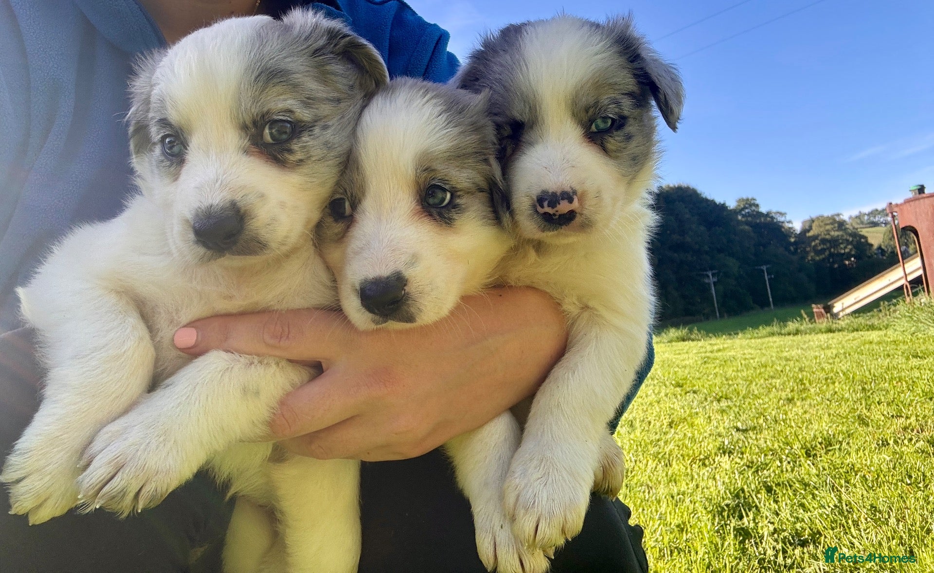 Border Collie dogs Border Collie puppies for sale 💙💙💙 - Advert 1