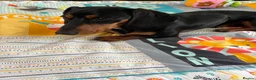 Dachshund dogs for sale: 7 Month old Dashshund Male puppy in Manchester - Advert 4