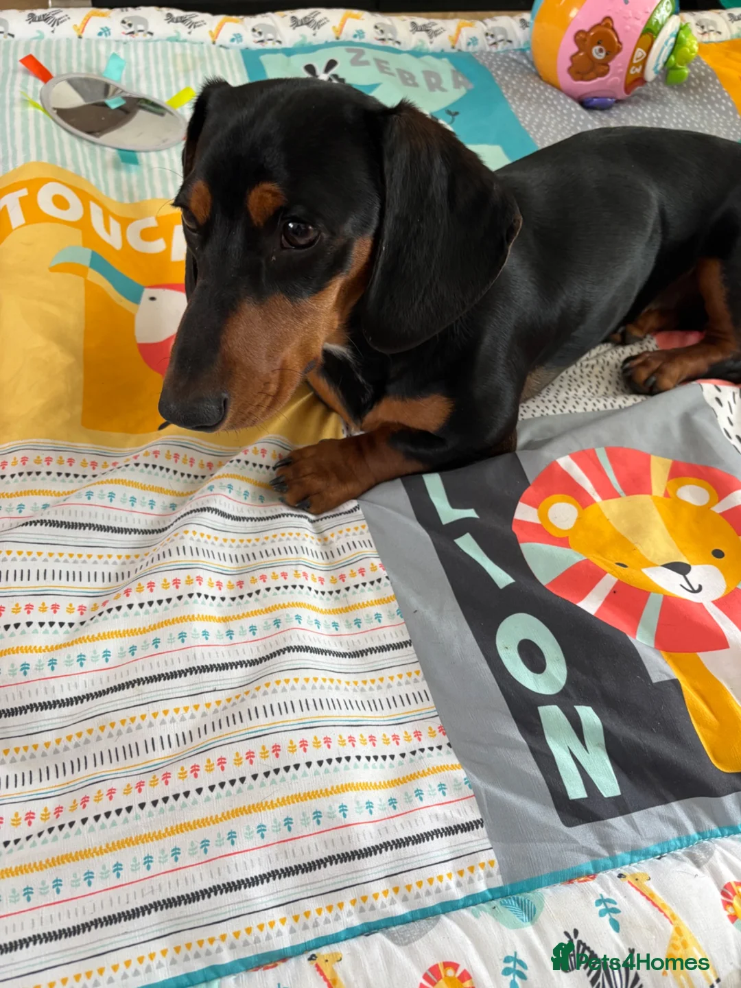 Dachshund dogs for sale: 7 Month old Dashshund Male puppy in Manchester - Advert 4