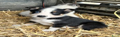 Border Collie Puppy 3