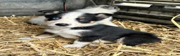Border Collie dogs for sale: 4 beautiful border collie pups  - Advert 4