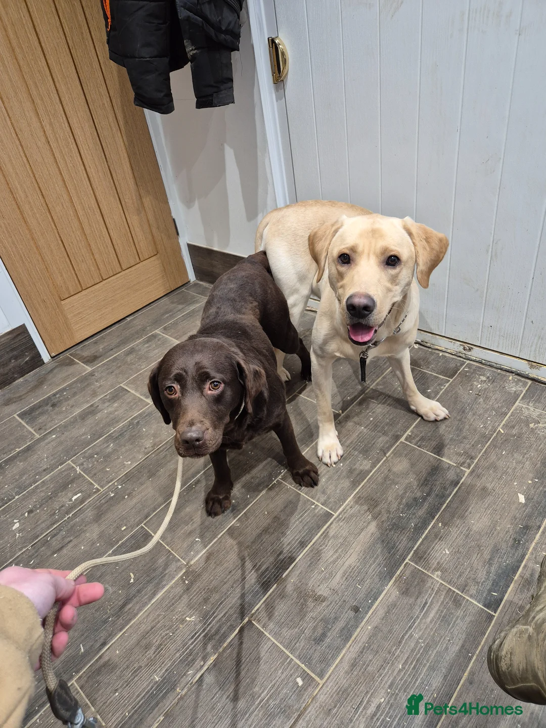 Labrador Retriever dogs for sale: Labrador Male - Advert 2