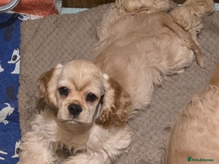 American Cocker Spaniel dogs Stunning Anerican Cocker soanieks puppies - Advert 4