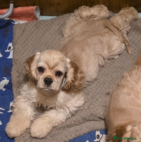 American Cocker Spaniel dogs Stunning Anerican Cocker soanieks puppies - Advert 2