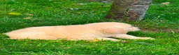 Golden Retriever dogs for sale: GOLDEN RETREIVER PUPPIES - Advert 20