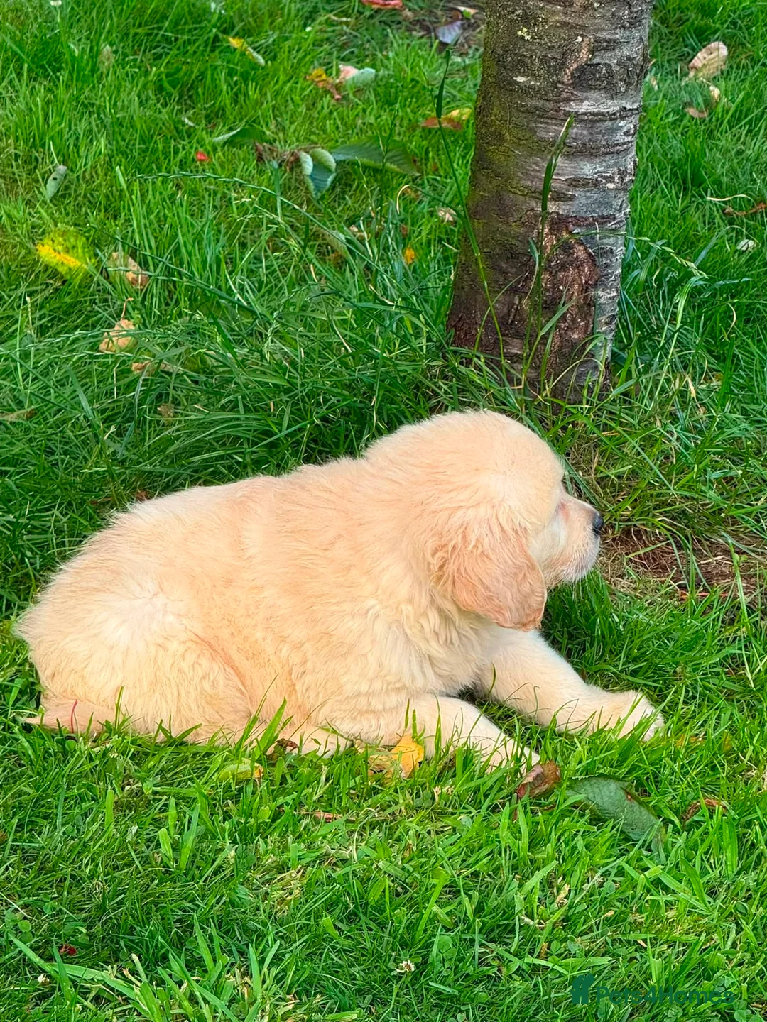 Golden Retriever dogs for sale: GOLDEN RETREIVER PUPPIES - Advert 20