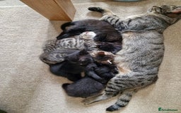 Mixed Breed cats for sale: Beautiful kittens for loving homes from 8th Aug  - Image 8