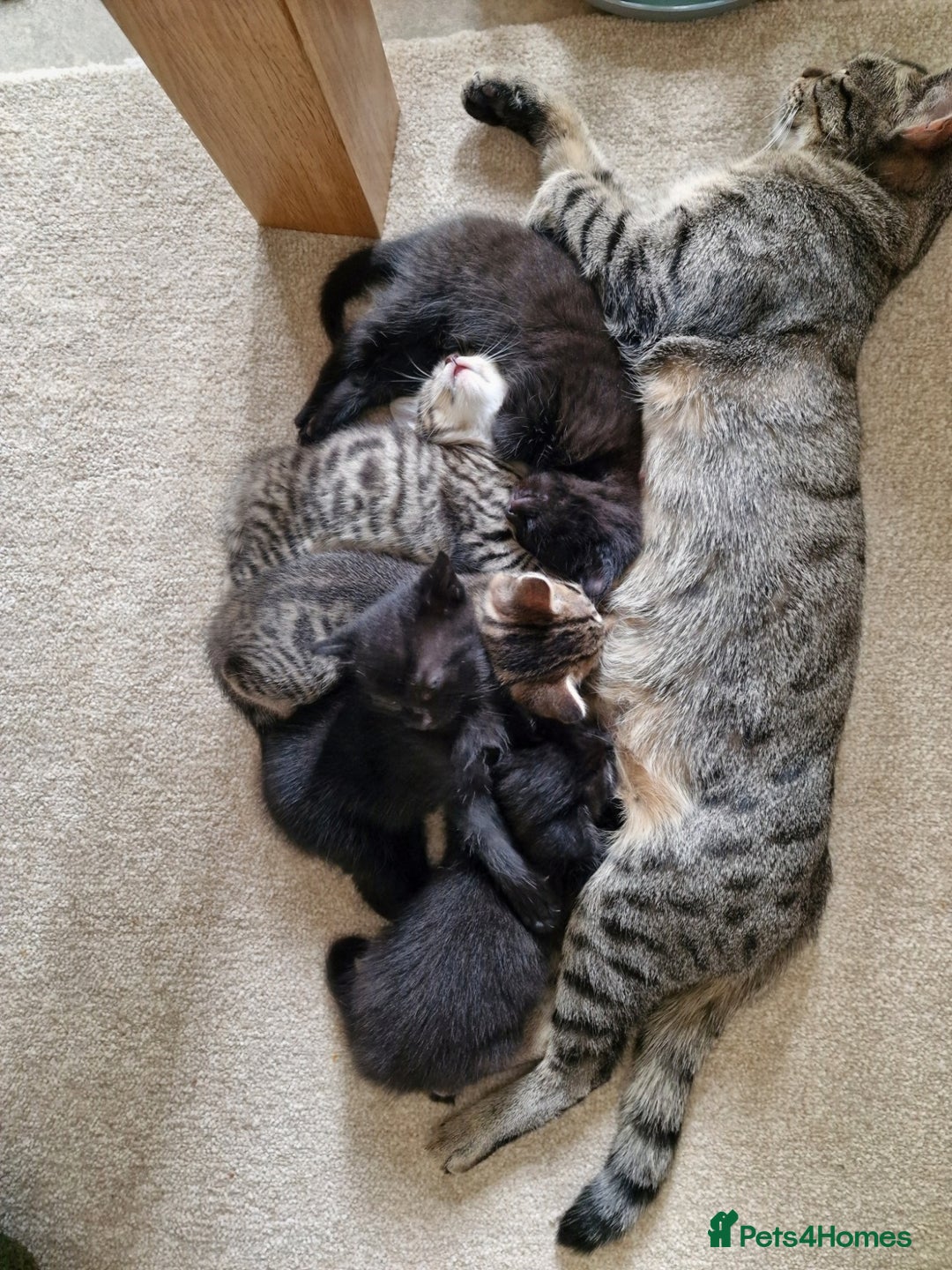 Mixed Breed cats for sale: Beautiful kittens for loving homes from 8th Aug  - Image 8