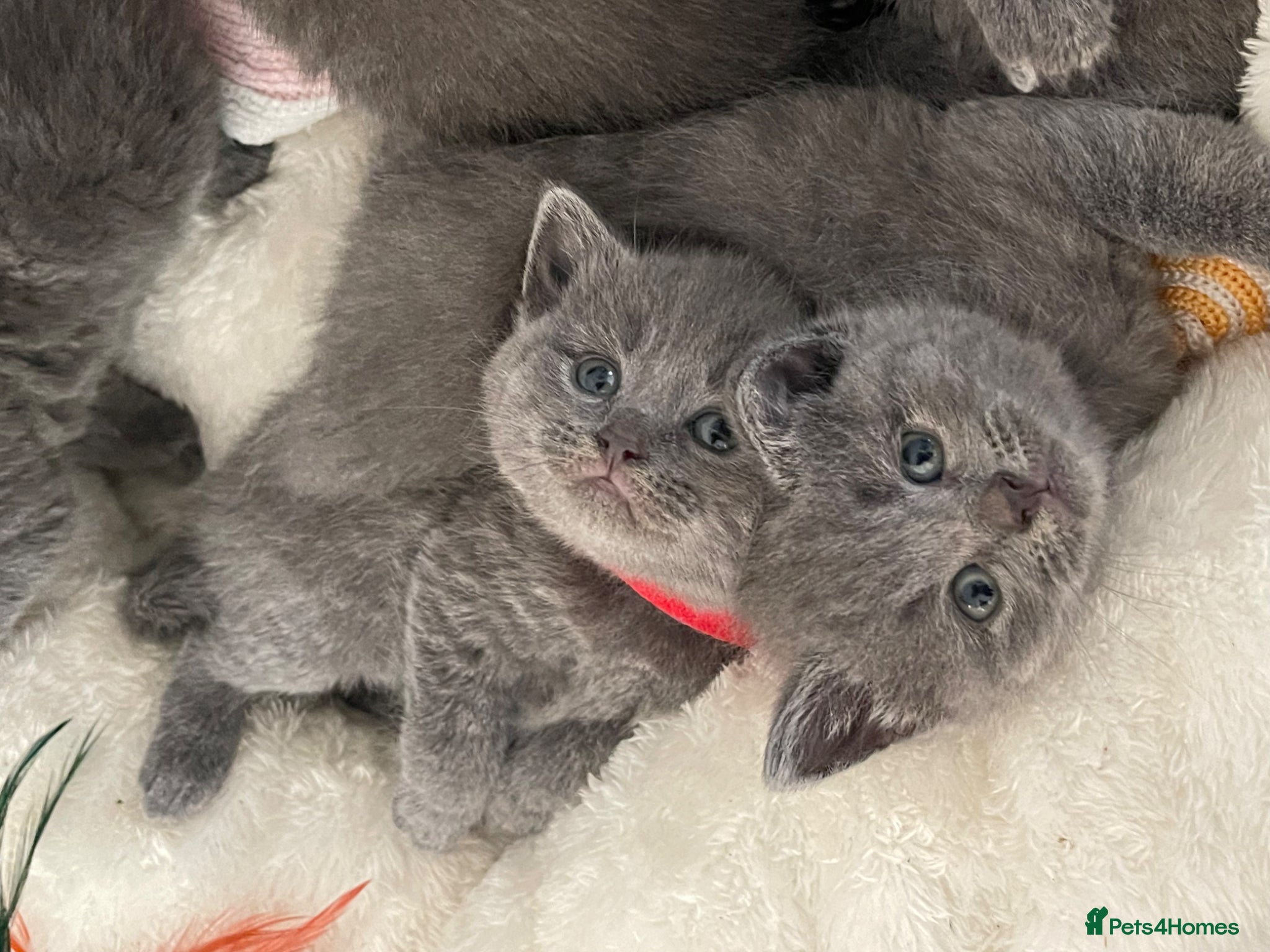British Shorthair cats Beautiful British kittens 🐈‍⬛  - Advert 1
