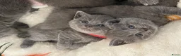 British Shorthair cats for sale: Beautiful British kittens 🐈‍⬛  - Advert 1