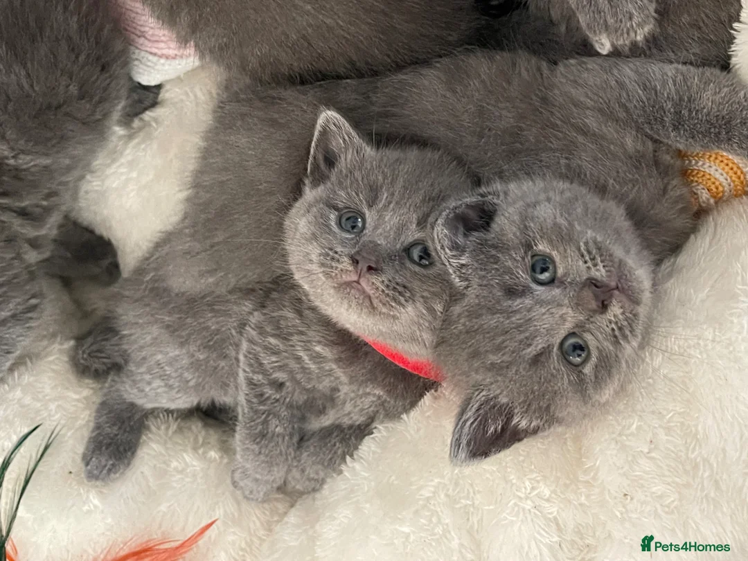 British Shorthair cats for sale: Beautiful British kittens 🐈‍⬛  - Advert 1