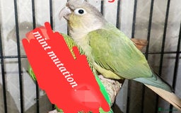 Parakeets birds for sale: Beautiful conure mutations £90 each or all £200 in Bradford - Image 3