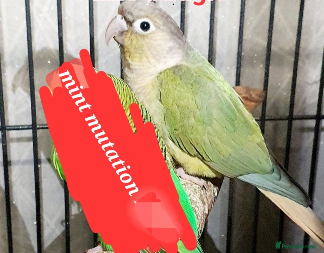 Parakeets birds for sale: Beautiful conure mutations £90 each or all £200 in Bradford - Image 3