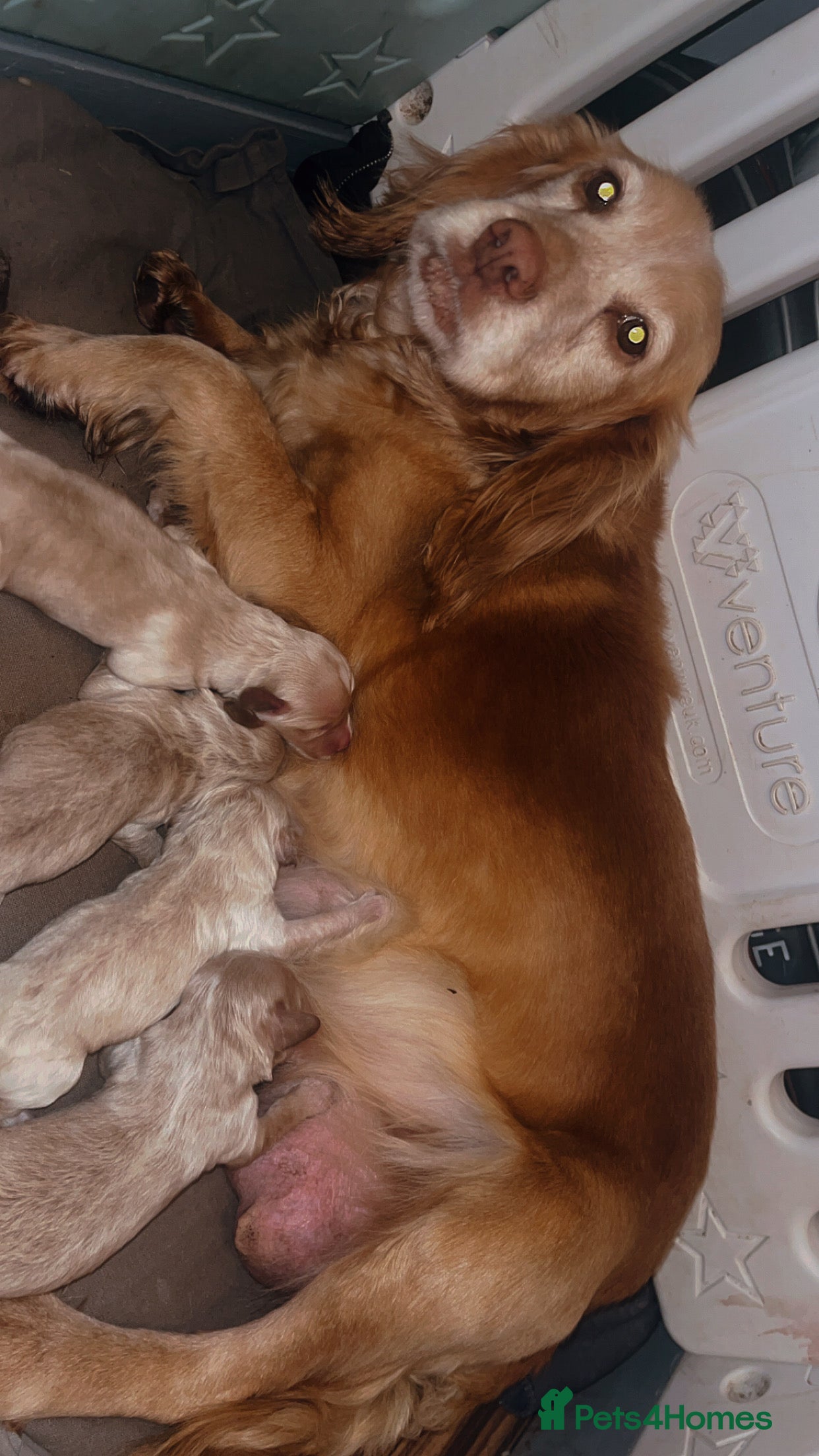 Cockapoo dogs Miniature cockapoo p - Advert 1