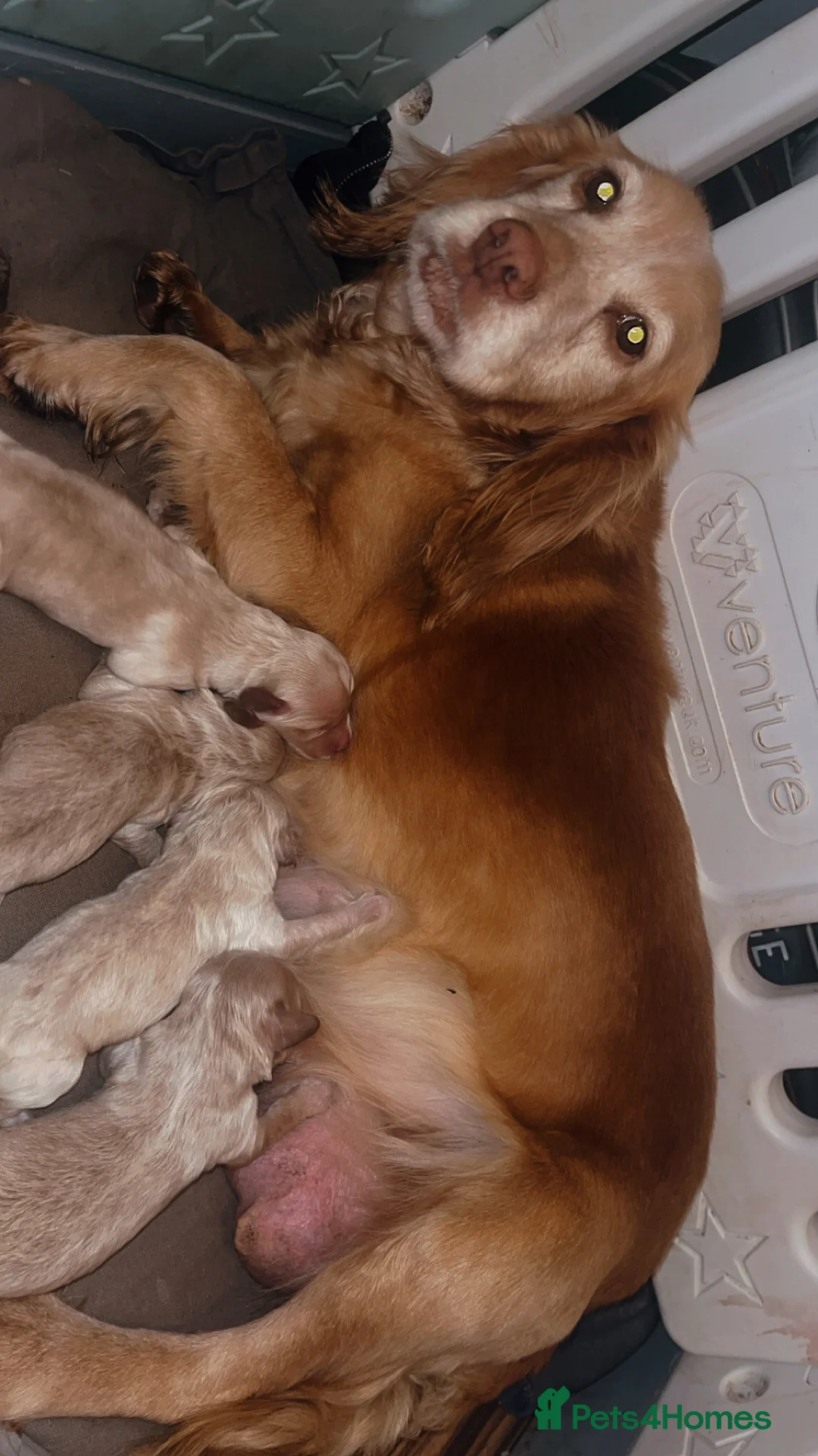 Cockapoo dogs for sale: Miniature cockapoo p in Sevenoaks - Advert 1