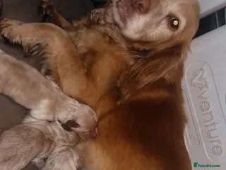 Cockapoo dogs Miniature cockapoo p - Advert 2