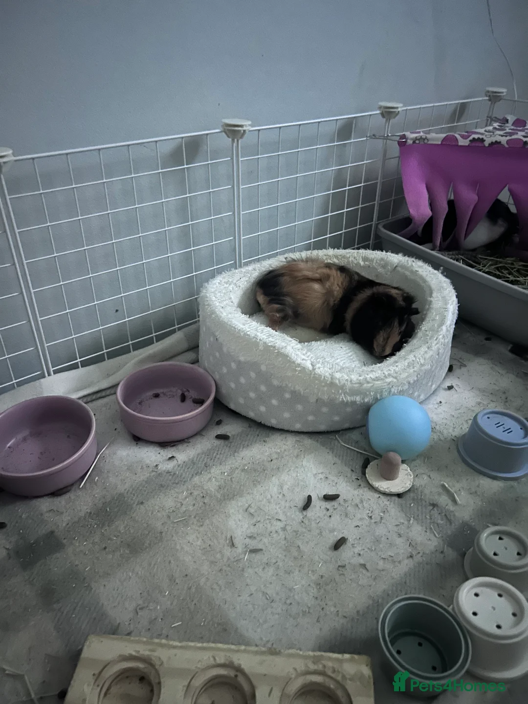 Guinea Pig rodents for sale: piglet and roo in London - Advert 7