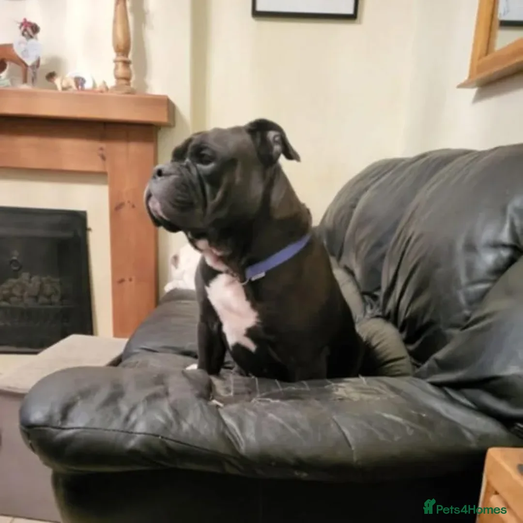 English Bulldog dogs for adoption: Lulu  - Image 3