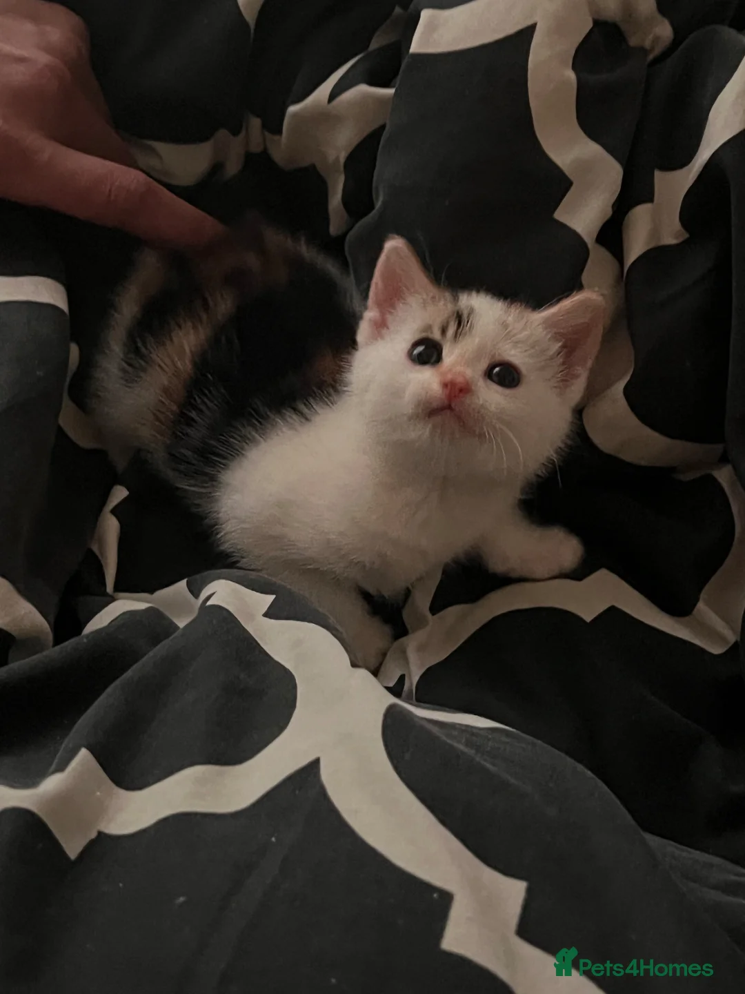British Longhair cats for sale: British longhair female kitten  - Advert 2