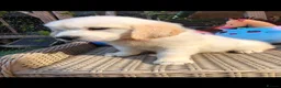 Golden Retriever dogs for sale: Beautiful golden retriever puppies  - Advert 12