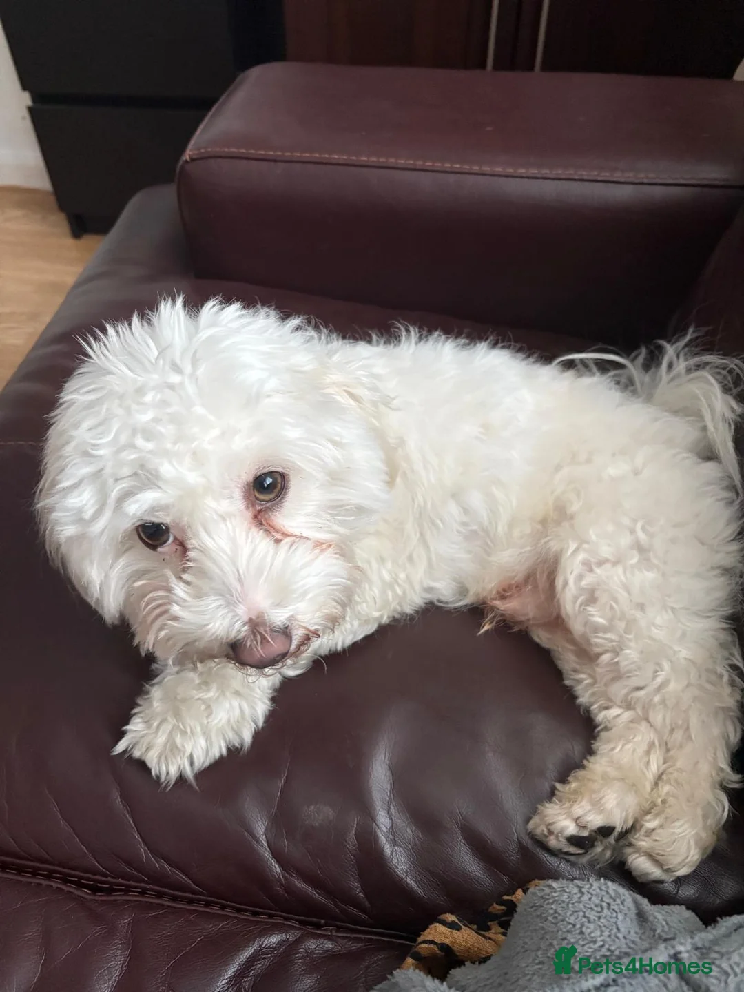 Maltese dogs for sale: 2 years old Maltese are ready to go any day - Advert 1