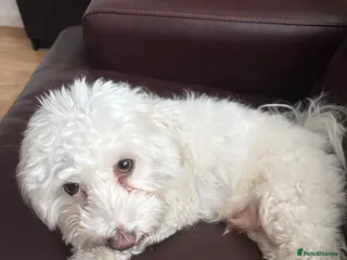 Maltese dogs 2 years old Maltese are ready to go any day - Advert 11