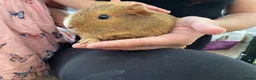 Guinea Pig rodents for sale: Guinea pigs  in Maidstone - Advert 4
