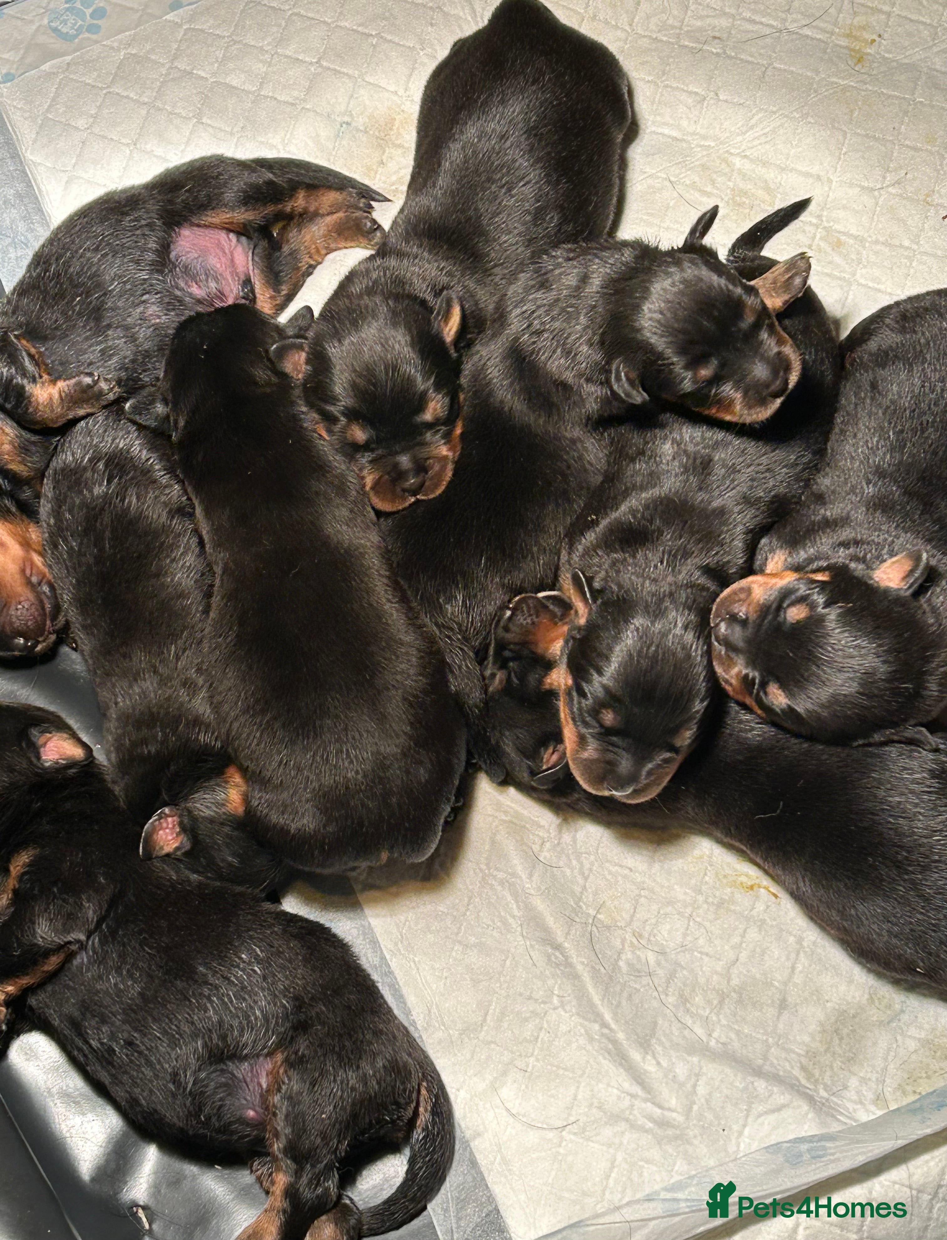 Rottweiler dogs KC Registered Champion Bloodline Rottwiler Puppies - Advert 2