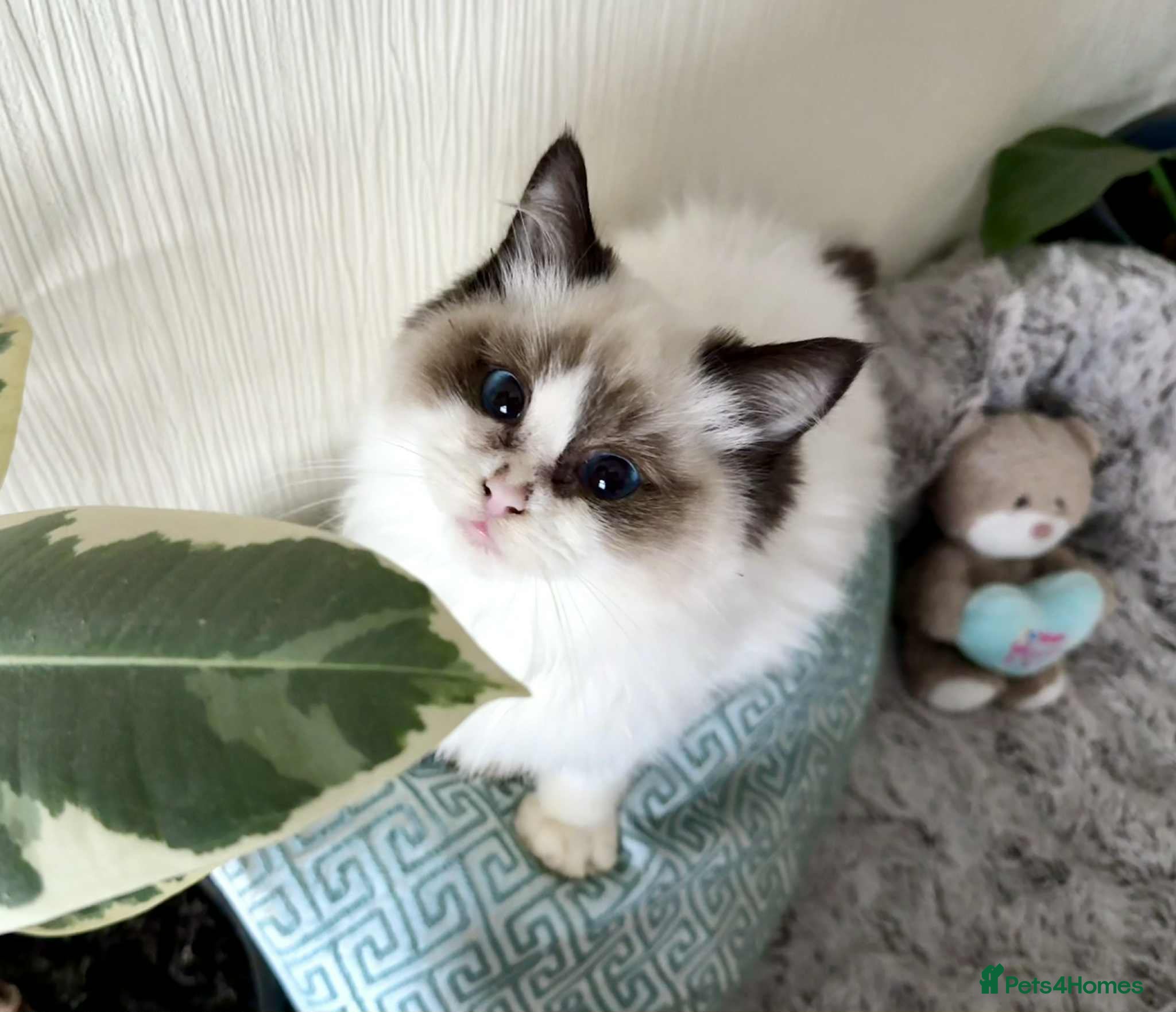Ragdoll cats 🐾 adorable ragdoll kittens for sale 🐾  - Advert 5