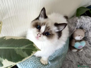 Ragdoll cats 🐾 adorable ragdoll kittens for sale 🐾 - Advert 9