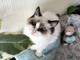 Ragdoll cats 🐾 adorable ragdoll kittens for sale 🐾 - Advert 6