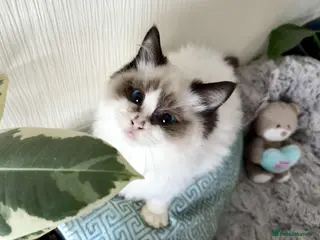 Ragdoll cats 🐾 adorable ragdoll kittens for sale 🐾 - Advert 13