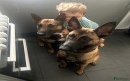 Belgian Shepherd Dog dogs for sale: Belgian Malis for sale  - Image 8