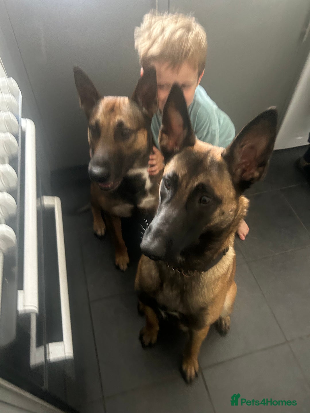 Belgian Shepherd Dog dogs for sale: Belgian Malis for sale  - Image 8