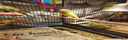Budgerigars birds for sale: Beautiful baby budgies  - Advert 5